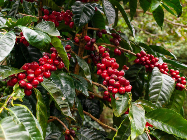 Coffee Prices Hit 48-Year High in 2025...What's Going On?